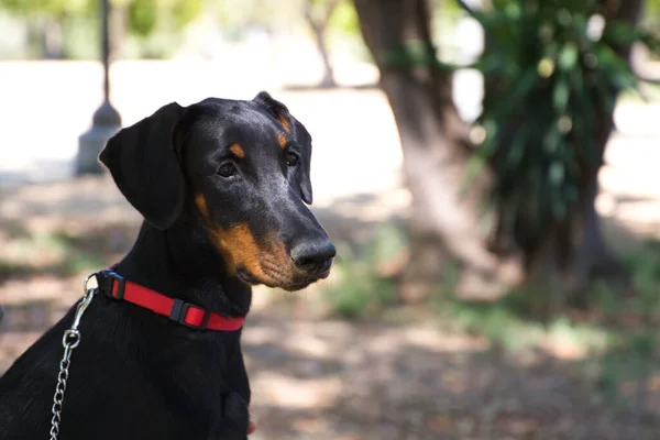 portrait of doberman puppy in the park. The dog looks attentive.