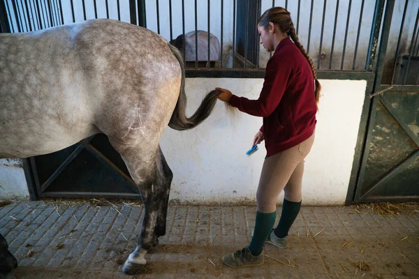 Young and beautiful woman combing the tail of a Thoroughbred horse for the competition. The woman is in the stable where she prepares the Spanish thoroughbred horse.