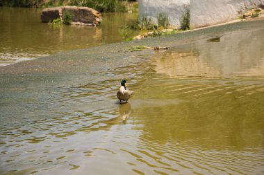 wild duck with brightly coloured feathers swimming in the river. Animal wildlife concept.