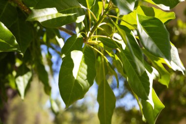 Tepper bitkisi evin iç avlusunda. Güneş ışınlarının çatının camları arasına nasıl girdiğini görebilirsiniz..