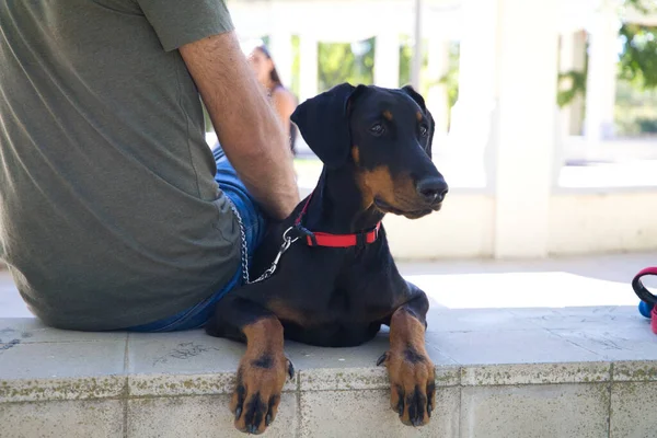 Man Sitting Park His Doberman Puppy Dog Dog Looking Attentively — Stock Photo, Image
