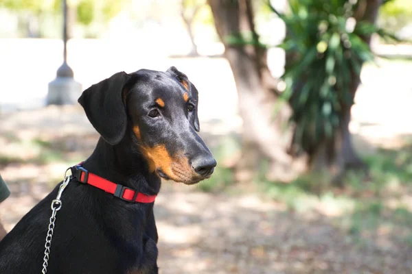 Portrait Doberman Puppy Park Dog Looks Attentive — Stock Photo, Image