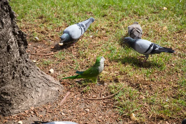 group of parrots and pigeons Monk parakeets, Myiopsitta monachus. These parrots have settled in many mediterranean cities. They are invasive birds.