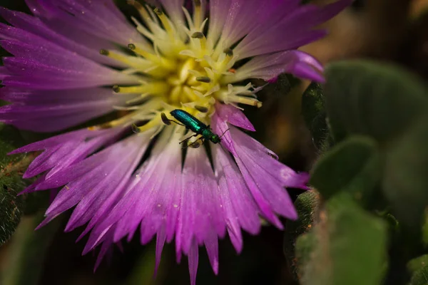 A macro shot of a green beetle (Gastrophysa viridula) also known as green pontoon leaf beetle or green sorrel beetle. It is on a flower.