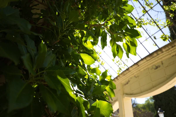 stock image Tepper plant in the inner courtyard of a house. You can see how the sun rays enter between the glass of the roof.