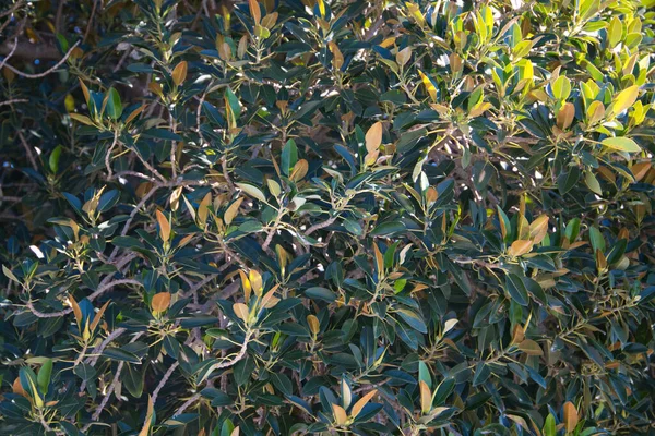 Ficus Retusa Leaves Ornamental Plant Grown Garden — Stock Photo, Image