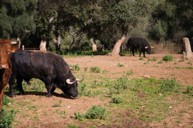 İspanya kırsalında bir grup siyah boğa. Boğa bir sanat ve gelenektir..