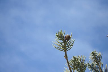 Ananaslı bir çam ağacının ayrıntıları. Arka planda mavi gökyüzü.