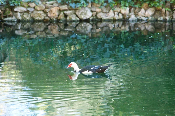 Eine Ausgewachsene Ente Schwimmt Teich Park — Stockfoto