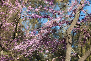 Mavi gökyüzü arka planındaki bir parkın bahçesindeki pembe çiçekli ağaç. Bahar geldi.