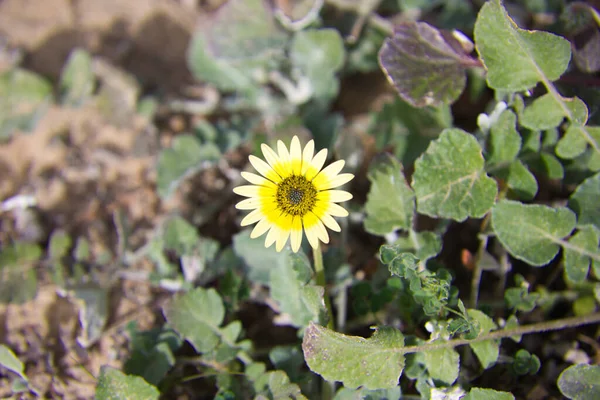 Egy Sárga Százszorszép Virágzik Mezőn — Stock Fotó