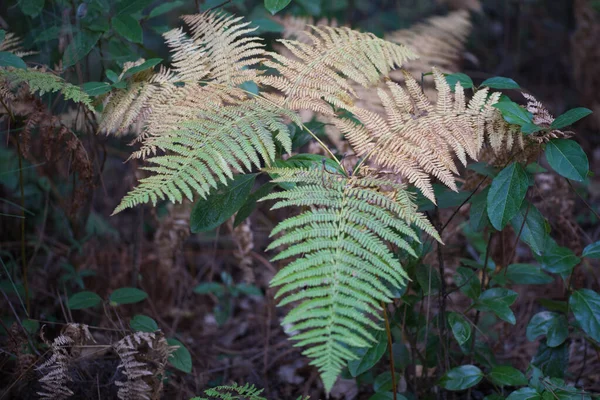 Szczegóły Liści Paproci Polu Tle Typowa Roślinność Leśna Koncepcja Przyrody — Zdjęcie stockowe