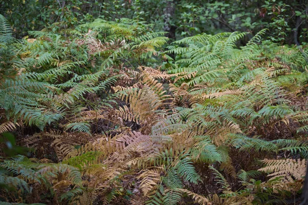 Páfrányok Erdőben Ősszel Van Egy Nagy Ültetvény Páfrányok — Stock Fotó