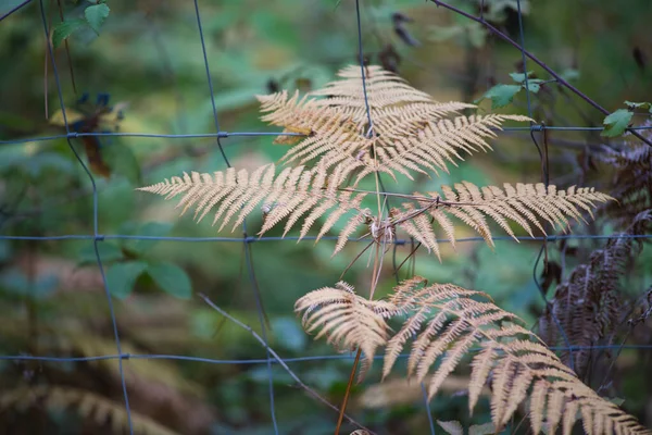 Dried Fern Leaves Wire Fence Field — Foto Stock