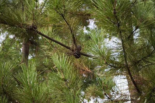 Typical Mediterranean Pine Tree Several Pine Cones Its Branches Two — Stock Photo, Image