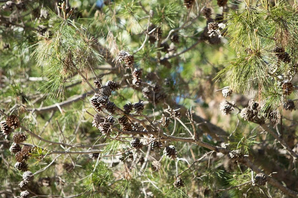 Branch Pine Tree Needles Pine Cone — Stock Photo, Image