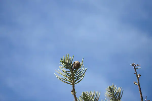 Detail Pine Tree Branch Pineapple Background Blue Sky — Stock Photo, Image