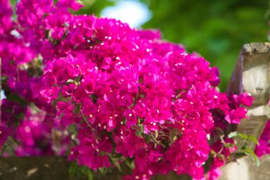 Bougainvillaea çiçeği tropikal bitkiyi izole etti. Yeşil arka planda begonvil çiçeği.