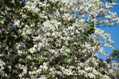 İlkbaharda açan bir ağacın dalları. Çiçekler beyaz. Arka planda mavi gökyüzü