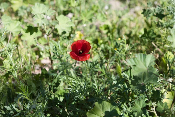 Poppy Flower Papaver Rhoeas Poppy Field Weeds — Stock Photo, Image
