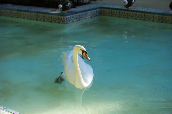 Swan in the lake in spring, beautiful waterfowl Swan in the lake in spring, lake or river with swan