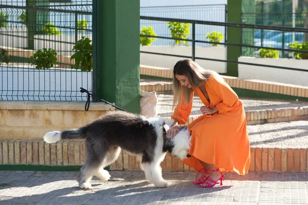 Pretty young blonde woman in orange dress with her large black and white dog. The woman touches the dog and they have fun. Concept pets and domestic animals. 21st of july world dog day