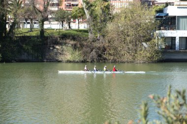 Dört adam Guadalquivir nehrinde kürek çekiyor, Seville, bir eğitim oturumunda..
