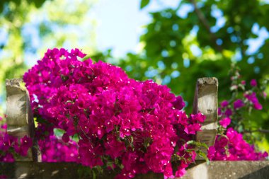 Bougainvillaea çiçeği tropikal bitkiyi izole etti. Yeşil arka planda begonvil çiçeği.