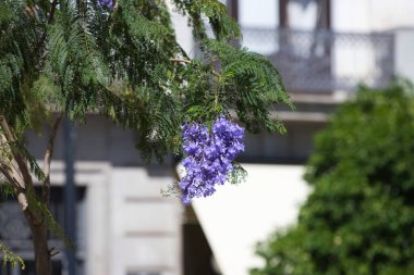 Dalları arasında asılı menekşe renkli jakaranda çiçekleri.