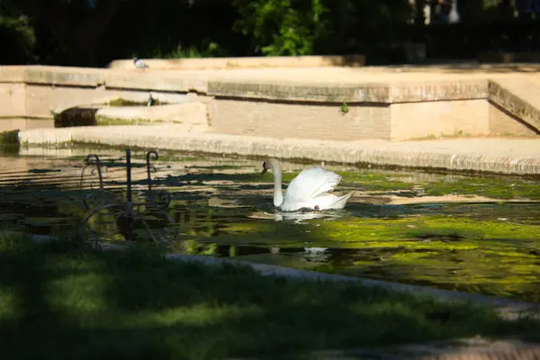Swan in the lake in spring, beautiful waterfowl Swan in the lake in spring, lake or river with swan