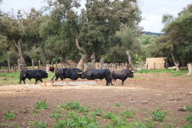 İspanya kırsalında bir grup siyah boğa. Boğa bir sanat ve gelenektir..