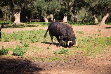 İspanya kırsalında siyah bir boğa. Boğa bir sanat ve gelenektir..