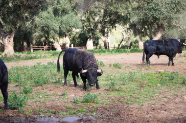 İspanya kırsalında siyah bir boğa. Boğa bir sanat ve gelenektir..
