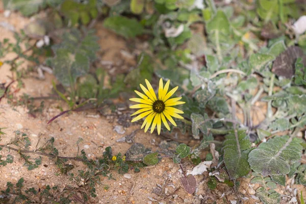 Egy Sárga Százszorszép Virágzik Mezőn — Stock Fotó