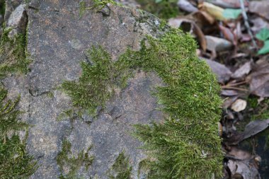 Rutubetten dolayı yeşil yosun kaplı gri bir taşın ayrıntıları. Doğa konsepti