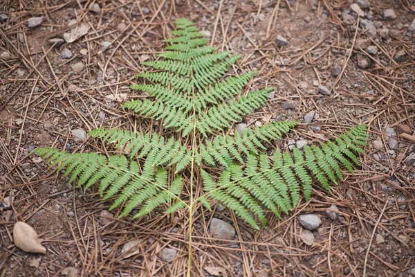 Yerde Eğreltiotu Yaprağı Yerde Kurumuş Çam Yaprakları Doğa Çevre Kavramı — Stok fotoğraf