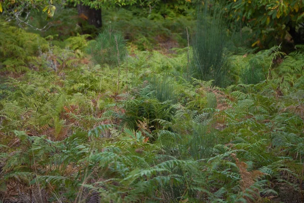 Farne Herbst Wald Gibt Eine Große Anpflanzung Von Farnen — Stockfoto