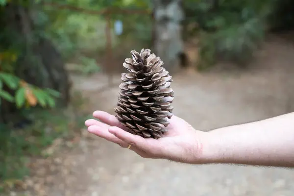 pine cone from a pine tree on the palm of a man holding it vertically in his hand.