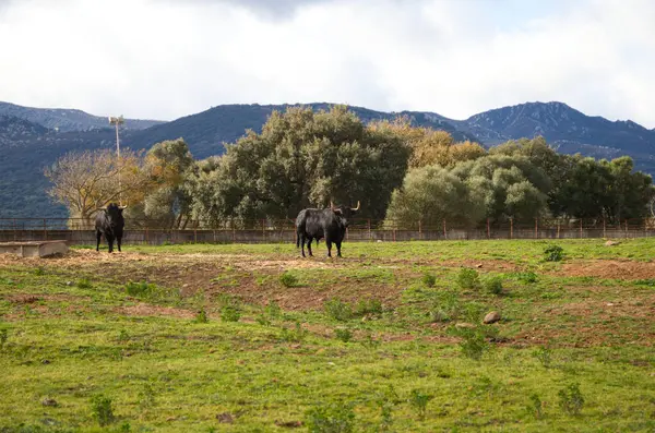 İspanya kırsalında bir grup siyah boğa. Boğa bir sanat ve gelenektir..