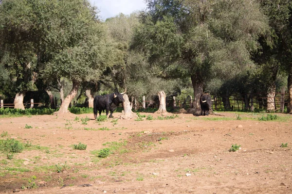 一群乌黑的公牛在西班牙的乡间 公牛是艺术和传统 — 图库照片#