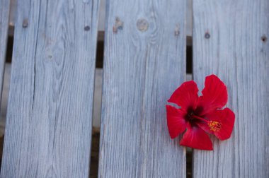 Ahşap arka planda bilimsel adı Hibiscus Syriacus olan kırmızı çiçek. Geçmişi ve dokuları kavra. İlaç fabrikası.