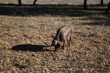 İber domuzu Dehesa 'da ya da kırsalda meşe palamudu yiyor. İber jambonu ve beslenme kavramı