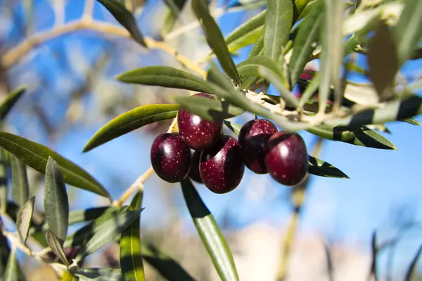 Olgun zeytinli zeytin dalı. Zeytinyağı