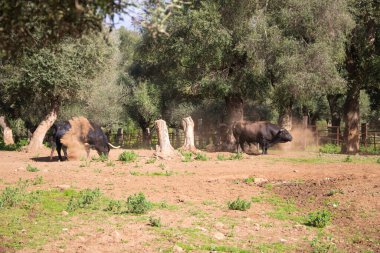 İspanya kırsalında bir grup siyah boğa. Boğa bir sanat ve gelenektir..