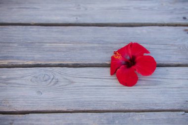 Ahşap arka planda bilimsel adı Hibiscus Syriacus olan kırmızı çiçek. Geçmişi ve dokuları kavra. İlaç fabrikası.