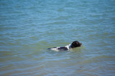 Denizde yüzen siyah beyaz av köpeği. Hayvanlar ve evcil hayvanlar. Uluslararası köpek günü