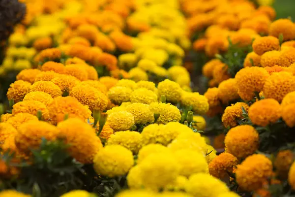 Meksika cempasuchil çiçeği. Sarı ve turuncu renkli. Ölüm gününde Meksika sunaklarında geleneksel olarak kullanılır..