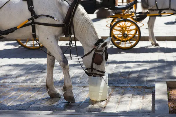 White horse drinking water in a bucket. The horse pulls a carriage which is used to take tourists around the city of seville. Travel and holiday concept
