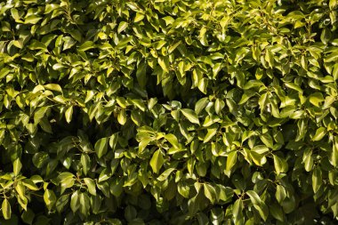 Yeşil yaprakların arkaplanı, doğal bitkinin soyut dokusu