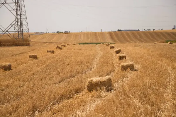 Bales in line on the ground after mowing the wheat field to feed the farmer\'s cattle. Stubble plot with straw bales under the summer sun. Concept of agriculture and cereals